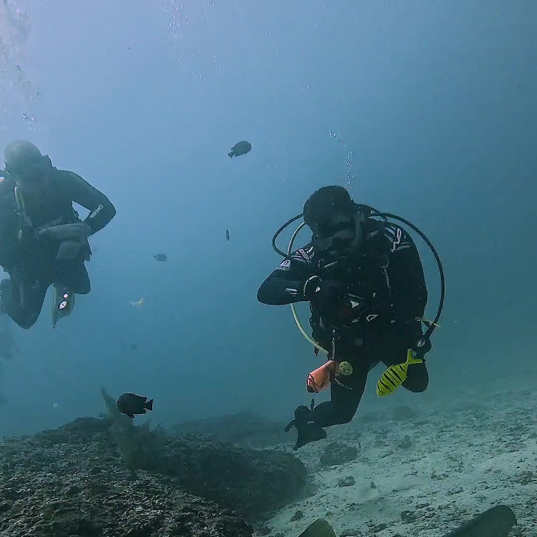 SNORKELING ADVENTURE AND DOLPHINS